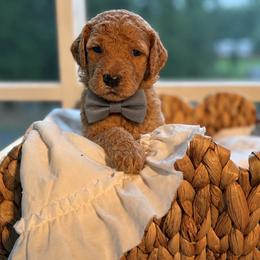 Grey - Apricot male Goldendoodle puppy in Ranger, Georgia from Muscadine Meadows Poodles and Doodles