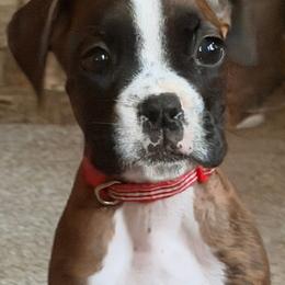Captain America (Cap) - Brindle male Boxer puppy in Georgia from Stephanie’s Boxers