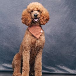 Bella - Poodle