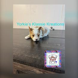 Kixx - Parti male Yorkshire Terrier puppy in Dierks, Arkansas from Yorkie’s Klassie Kreations