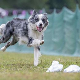 Koda - Border Collie