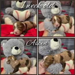 Aspen - Red merle male Aussiedoodle puppy in Prescott Valley, Arizona from Ramirez Family Doodles