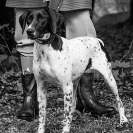 German Shorthaired Pointers from Cady Falls GSPS