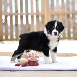 Australian Shepherd Puppies from Fairytail Aussies