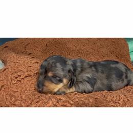 Summer - Dapple female Dachshund puppy in Chino Hills, California from Wooofyland LLC