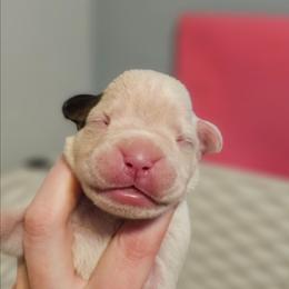 Gracie - White female Boxer puppy in East Moline, Illinois from WildRiver Boxers