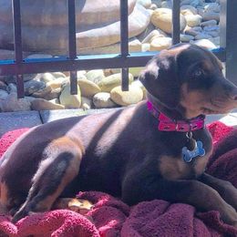 Doberman Pinscher Puppies from Franklin Dobermans