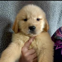 Purple Collar Boy - Golden male Golden Retriever puppy in Garrison, Montana from Mattiaci Goldens