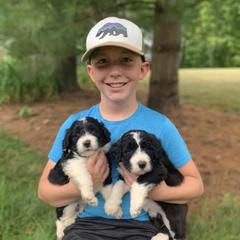 Bordoodle Puppies from Borders of Eby Eden