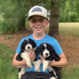 Bordoodle Puppies from Borders of Eby Eden