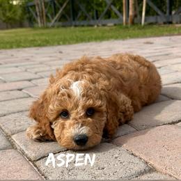Aspen - Apricot female Goldendoodle puppy in Glendale, Arizona from Follow Your Bliss Doodles