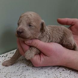 Sofie - Apricot female Poodle puppy in Rochester, New York from Mellies Miniature Poodles