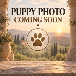 Marius (Blue Collar) - Black male Cane Corso puppy in Stilwell, Oklahoma from Killing Joke Kennels
