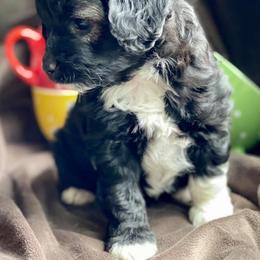 Aussiedoodle and Miniature Australian Shepherd Puppies from Rocking R Ranch Aussies