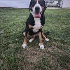 Greater Swiss Mountain Dog All Grown Up from Donough Haven Greater Swiss Mtn. Dogs