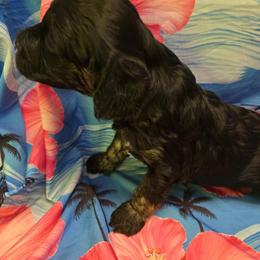 TIramisu - Black male Cavapoo puppy in Lewisburg, Pennsylvania from Jessie's Puppies