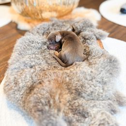 Dachshund Puppies from G&K Kennels