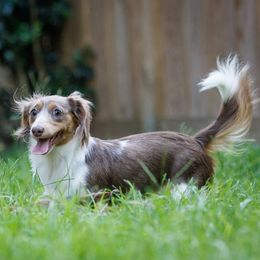Nymeria - Dachshund
