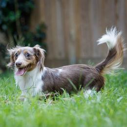 Nymeria - Dachshund