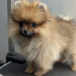 Pomeranian Puppies from Pop Off Pomeranians
