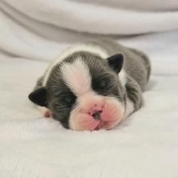 Boston Terrier Puppies from White Valley Boston Terriers