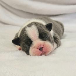 Boston Terrier Puppies from White Valley Boston Terriers