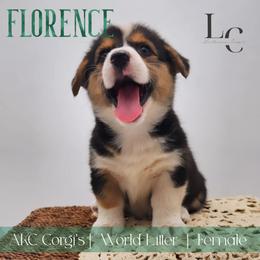 Florence - Black and tan female Pembroke Welsh Corgi puppy in Pine Village, Indiana from NL Horsemanship