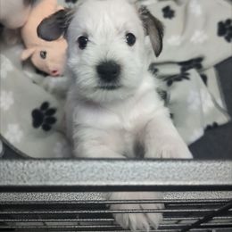 Miniature Schnauzer Puppies from PartiLife Miniature Schnauzers