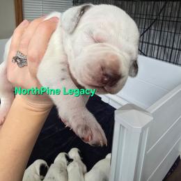 Psalm - White and liver brown male Dalmatian puppy in Janesville, Wisconsin from Legacy Dalmatians