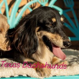 Charlotte - Dachshund