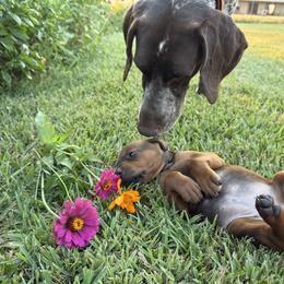 X - Red female Redbone Coonhound puppy in Angleton, Texas from Dorsett Dogs