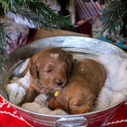 Goldendoodle Puppies from Cottage Falls Goldendoodles