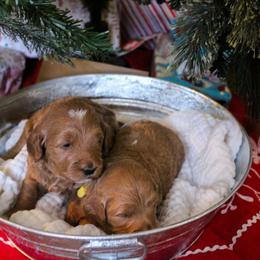 Goldendoodle Puppies from Cottage Falls Goldendoodles