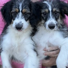 Aussiedoodle Puppies from Hearth&Hound Doodles