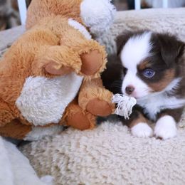 Cedar - Red tri male Toy Australian Shepherd puppy in Albia, Iowa from J Bar M Toy and Mini Aussies