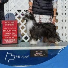 Colby - Chinese Crested