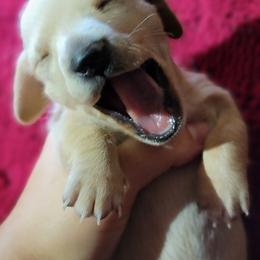 Dachshund Puppies from Divine Doxies LLC