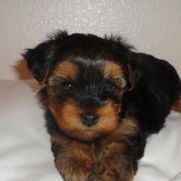 Eva - Black and tan female Yorkshire Terrier puppy in Boston, Massachusetts from Emilia's Yorkshire Terriers