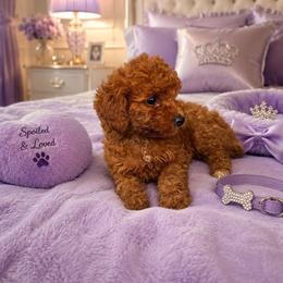 Brielle - Red  female Poodle puppy in Bryn Mawr, Pennsylvania from Main line furry friends