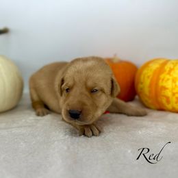 Yellow male - Yellow male Labrador Retriever puppy in Sherrard, Illinois from Gochee Labs