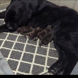 Brown Newfoundland Male 1 - Brown male Newfoundland puppy in Burfordville, Missouri from Umfleet Farms