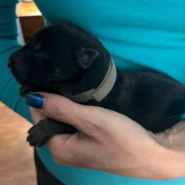 Grey collar - Black and tan male German Shepherd puppy in Rushsylvania, Ohio from Surgenor Shepherds!