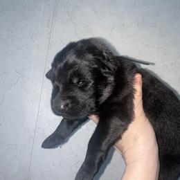 Loic - Black male German Shepherd puppy in Winterport, Maine from Vom Stevens Old Fashioned German Shepherds