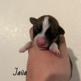 Java - Fluffy Red - Red male Pembroke Welsh Corgi puppy in Anderson, California from Flying K Corgis