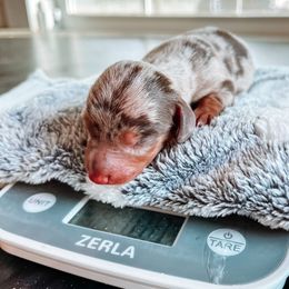 Dachshund Puppies from Cotton Hill Dachshunds
