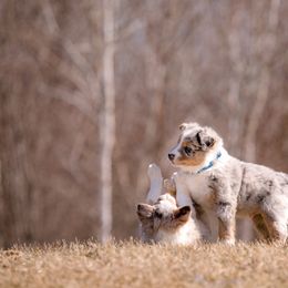 Border Collie Puppies from Snow Pine Ranch
