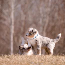 Border Collie Puppies from Snow Pine Ranch