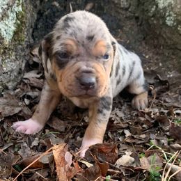 Girl 2 - Blue merle female Catahoula Leopard Dog puppy in Gadsden, Alabama from Rich Cat’s