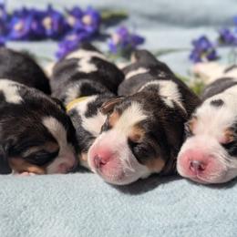 Indy - Black tan and white male Beagle puppy in Colville, Washington from Rosehaven Homestead