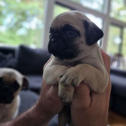 Light green - Fawn Pug puppy in Tallapoosa, Georgia from West Georgia Pugs